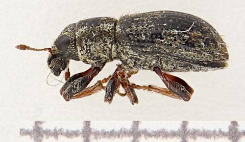 Réf. 356 443 : Sitona hispidulus